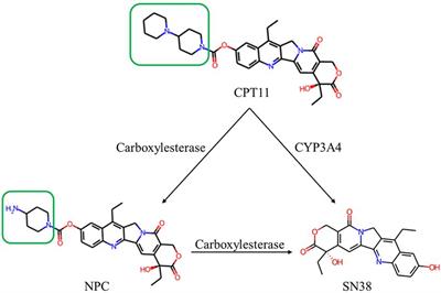 Structural insights into catalytical capability for CPT11 hydrolysis and substrate specificity of a novel marine microbial carboxylesterase, E93